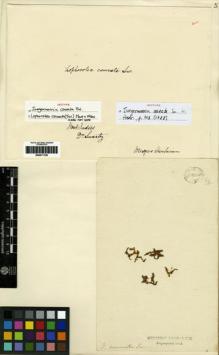 Type specimen at Edinburgh (E). Swartz, Olof: . Barcode: E00271720.