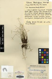 Type specimen at Edinburgh (E). Handel-Mazzetti, Heinrich: 4734. Barcode: E00271735.