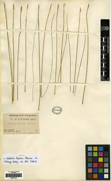 Type specimen at Edinburgh (E). Przewalski, Nikolai: . Barcode: E00271744.