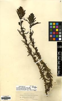Type specimen at Edinburgh (E). Townsend, Charles; Barber, Charles: 156. Barcode: E00272239.