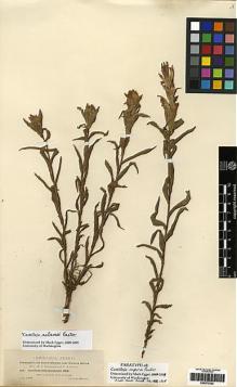 Type specimen at Edinburgh (E). Townsend, Charles; Barber, Charles: 250. Barcode: E00272252.