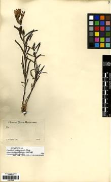 Type specimen at Edinburgh (E). Fendler, August: 584. Barcode: E00272308.