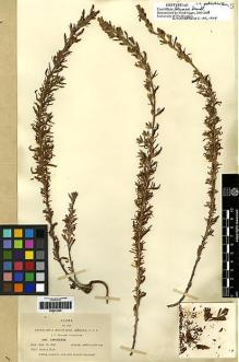 Type specimen at Edinburgh (E). Blumer, Jacob: 1380. Barcode: E00272340.