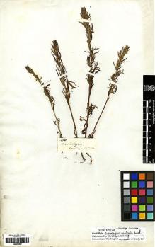 Type specimen at Edinburgh (E). Mathews, Andrew: 460. Barcode: E00272401.