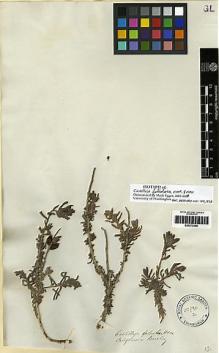 Type specimen at Edinburgh (E). Beechey's Voyage [Collectors: Lay & Collie]: . Barcode: E00272458.