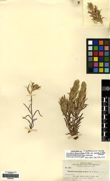 Type specimen at Edinburgh (E). Nelson, Aven; Macbride, James: 1915. Barcode: E00272519.