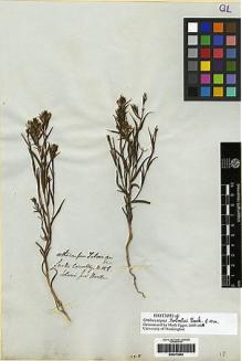 Type specimen at Edinburgh (E). Tolmie, William: . Barcode: E00272544.