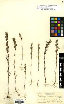 Type specimen at Edinburgh (E). Suksdorf, Wilhelm: 2779. Barcode: E00272556.