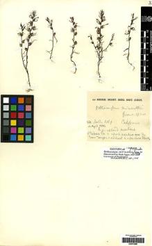 Type specimen at Edinburgh (E). Heller, Amos: 8169. Barcode: E00272696.