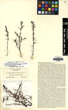 Type specimen at Edinburgh (E). Heller, Amos: 8169. Barcode: E00272697.