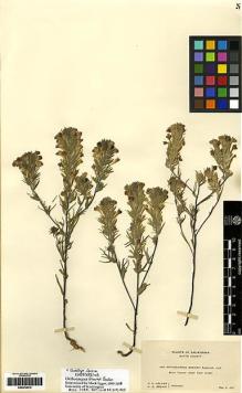 Type specimen at Edinburgh (E). Heller, Amos; Brown, H.: 5459. Barcode: E00272915.