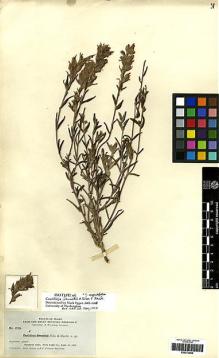 Type specimen at Edinburgh (E). Nelson, Aven; Macbride, James: 1714. Barcode: E00272952.