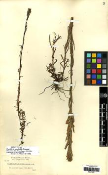 Type specimen at Edinburgh (E). Cusick, William: 1700. Barcode: E00272995.