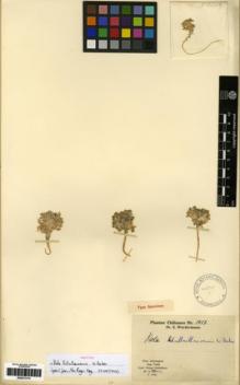 Type specimen at Edinburgh (E). Werdermann, Erich: 1017. Barcode: E00273115.