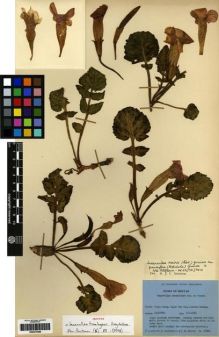 Type specimen at Edinburgh (E). Ludlow, Frank; Sherriff, George; Hicks, J.: 16722. Barcode: E00273398.