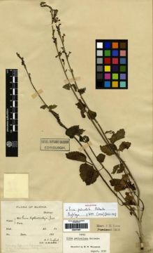 Type specimen at Edinburgh (E). Buchanan-Hamilton, Francis: 1366. Barcode: E00273399.