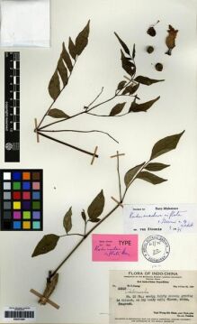 Type specimen at Edinburgh (E). Ts'ang, Wai: 28967. Barcode: E00273400.