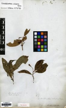 Type specimen at Edinburgh (E). Wallich, Nathaniel: 2415. Barcode: E00273403.