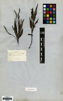 Type specimen at Edinburgh (E). Wallich, Nathaniel: 2368. Barcode: E00273407.