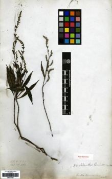 Type specimen at Edinburgh (E). Wallich, Nathaniel: 2368. Barcode: E00273409.