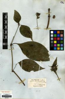 Type specimen at Edinburgh (E). Wight, Robert: 1947. Barcode: E00273410.