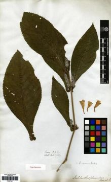 Type specimen at Edinburgh (E). Wallich, Nathaniel: 7157. Barcode: E00273411.