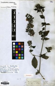 Type specimen at Edinburgh (E). Arnott, George: . Barcode: E00273418.