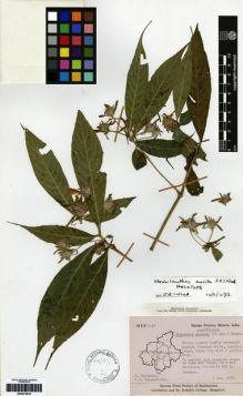 Type specimen at Edinburgh (E). Hassan Floral Project of Smithsonian Institute & St. Joseph's College, Bangalore: 1147. Barcode: E00273419.