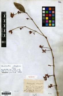 Type specimen at Edinburgh (E). Arnott, George: 201. Barcode: E00273424.