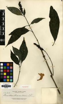 Type specimen at Edinburgh (E). Elmer, Adolph: 13610. Barcode: E00273429.