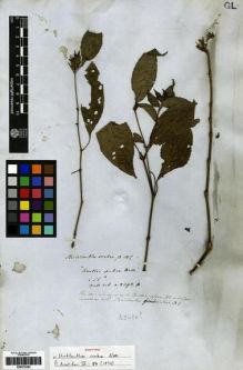 Type specimen at Edinburgh (E). Wallich, Nathaniel: 2393A. Barcode: E00273433.