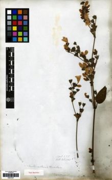 Type specimen at Edinburgh (E). Wallich, Nathaniel: 2333B. Barcode: E00273437.