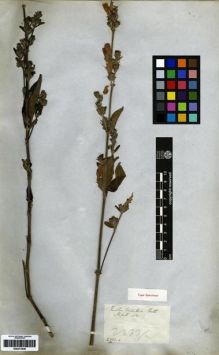 Type specimen at Edinburgh (E). Wallich, Nathaniel: 2333A. Barcode: E00273438.