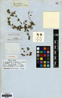 Type specimen at Edinburgh (E). Campbell, Jas.: 37. Barcode: E00273442.