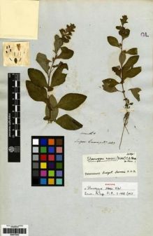 Type specimen at Edinburgh (E). Cuming, Hugh: 1083. Barcode: E00273443.