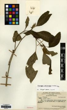 Type specimen at Edinburgh (E). Ts'ang, Wai: 29001. Barcode: E00273447.