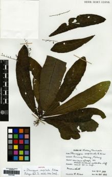 Type specimen at Edinburgh (E). Kiew, Ruth: RK2813. Barcode: E00273448.