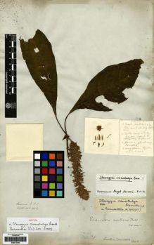 Type specimen at Edinburgh (E). Wallich, Nathaniel: 2414. Barcode: E00273449.