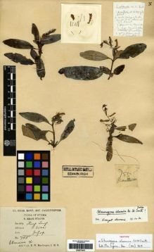Type specimen at Edinburgh (E). MacGregor, R.: 755. Barcode: E00273451.