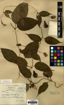 Type specimen at Edinburgh (E). Lace, John: 6000. Barcode: E00273457.