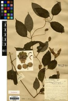 Type specimen at Edinburgh (E). Lace, John: 6000. Barcode: E00273458.