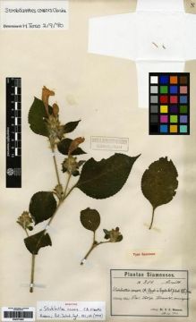 Type specimen at Edinburgh (E). Hosseus, Carl: 256. Barcode: E00273462.