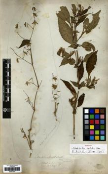 Type specimen at Edinburgh (E). Wallich, Nathaniel: 2371A. Barcode: E00273463.