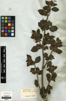 Type specimen at Edinburgh (E). Wight, Robert: 1950. Barcode: E00273465.