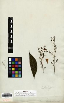 Type specimen at Edinburgh (E). Wallich, Nathaniel: 2337. Barcode: E00273479.