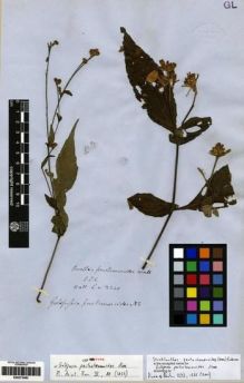 Type specimen at Edinburgh (E). Wallich, Nathaniel: 2340. Barcode: E00273483.