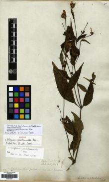 Type specimen at Edinburgh (E). Wallich, Nathaniel: 2352. Barcode: E00273484.