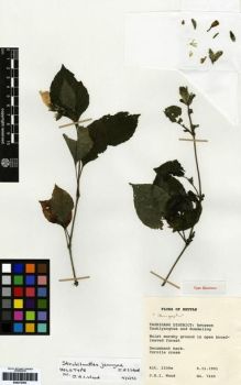 Type specimen at Edinburgh (E). Wood, John: 7499. Barcode: E00273493.