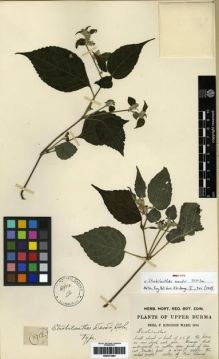 Type specimen at Edinburgh (E). Kingdon-Ward, Francis: 1912. Barcode: E00273494.