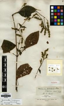 Type specimen at Edinburgh (E). Kuntze, Carl: . Barcode: E00273498.